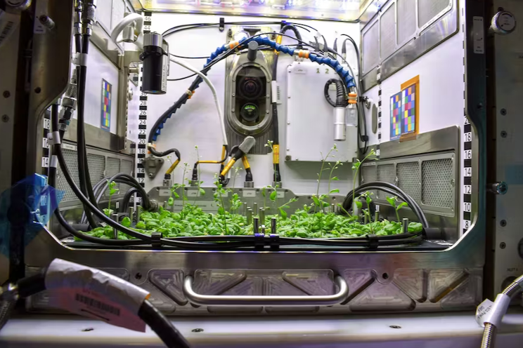 LED Horti: It’s in the space station’s DNA LED Horti: It’s in the space station’s DNA