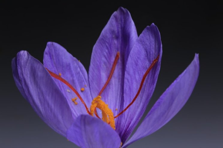 How a Kerala engineer is cultivating saffron indoors How a Kerala engineer is cultivating saffron indoors