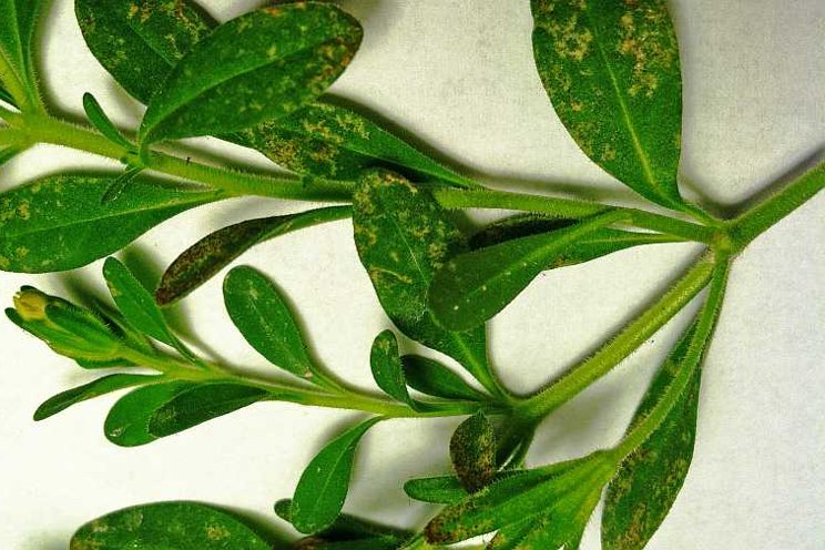 Why summertime can bring out the worst in greenhouse pests Why summertime can bring out the worst in greenhouse pests
