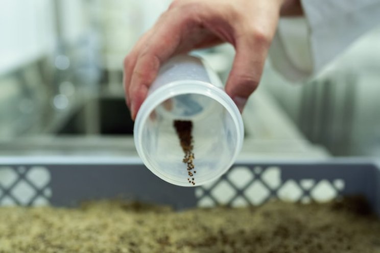 Imaging tool rapidly assesses seed quality Imaging tool rapidly assesses seed quality