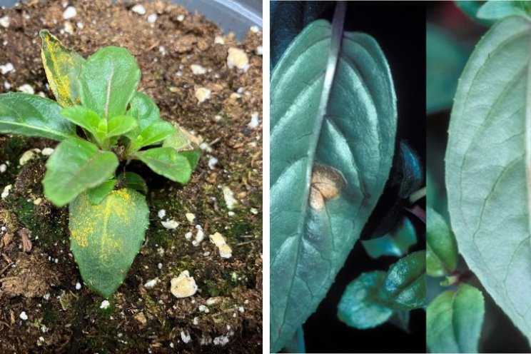 How to spot and manage fuchsia rust in your greenhouse How to spot and manage fuchsia rust in your greenhouse