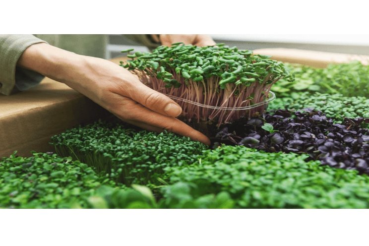 Fresh Salad Greens in Saudi Arabia with Bather Smart Farm Fresh Salad Greens in Saudi Arabia with Bather Smart Farm