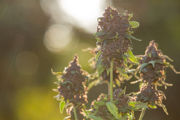 How to implement a successful pest control for cannabis