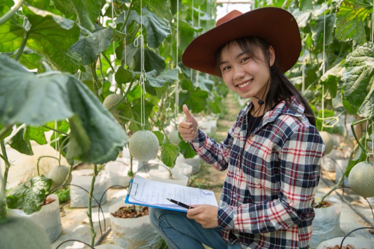 Chinese vegetable growers play a pivotal role in New Zealand Chinese vegetable growers play a pivotal role in New Zealand