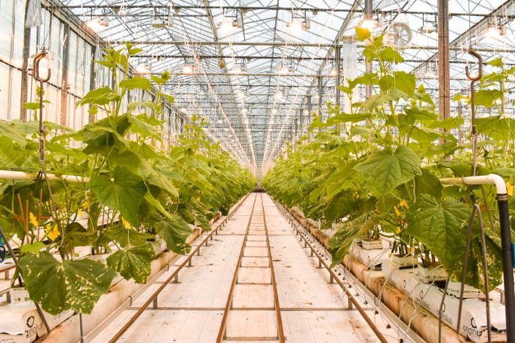 Demand surge fuels greenhouse cucumber growth