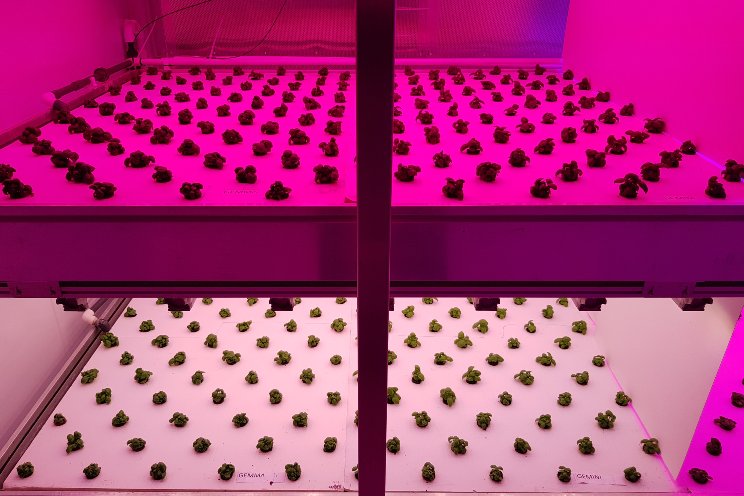 Why avoid white light in basil cultivation
Why avoid white light in basil cultivation