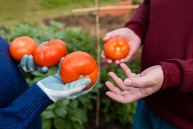 MacArthur Farm's tomato named one of the best in the state