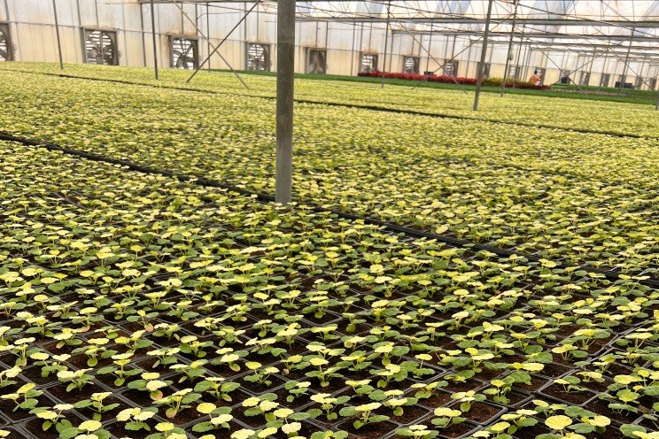 Geranium Heat Stress: A common problem for Middle East growers Geranium Heat Stress: A common problem for Middle East growers