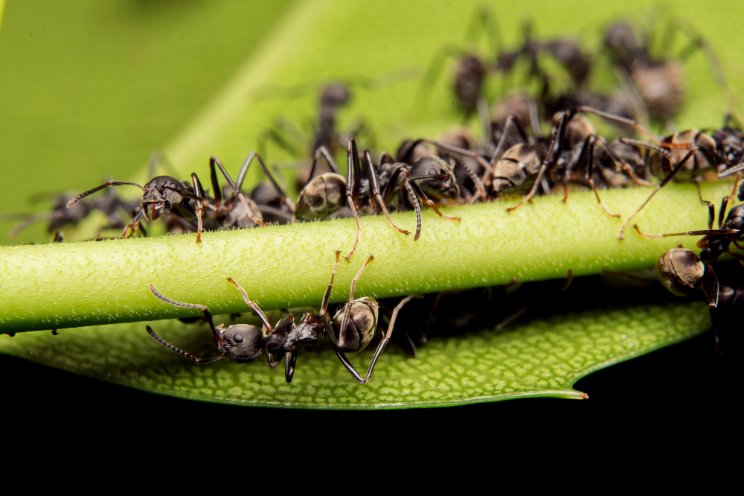 Eco-friendly tactics to eliminate ants from your greenhouse