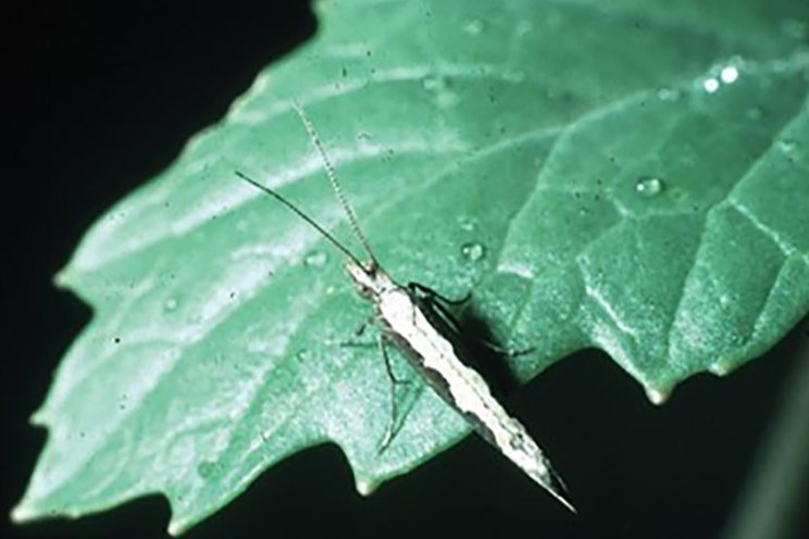 Diamondback moth, Plutella xylostella Diamondback moth, Plutella xylostella