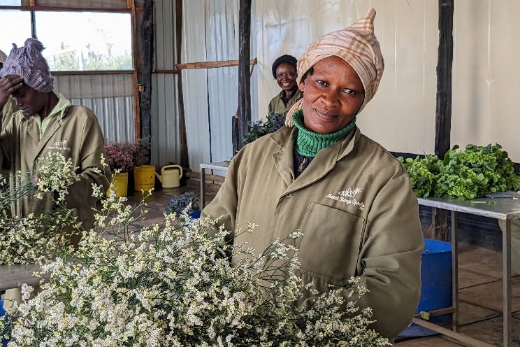 Flower country Kenya discovered - medium-sized cut flower