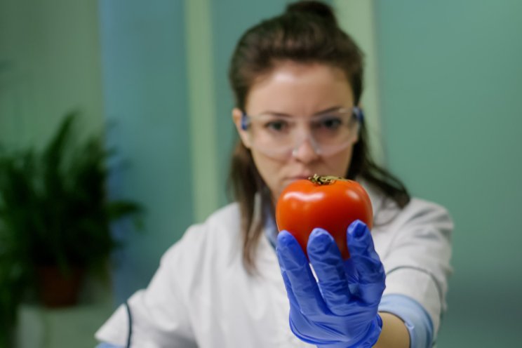 Can weeds spread ToBRFV to tomato plants?