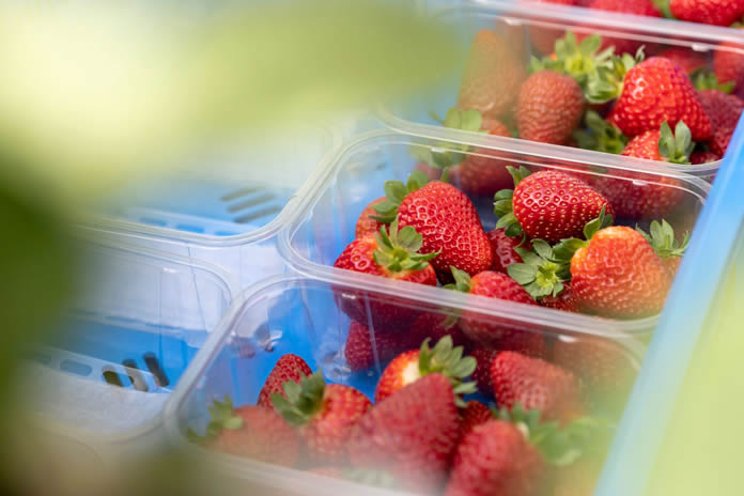 New 30-acre high-tech indoor farm in Kentucky