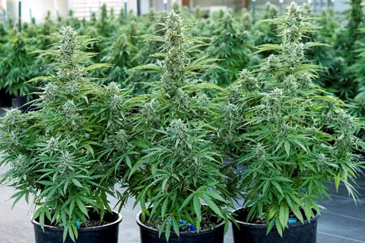F1 hybrid seeds: an alternative to traditional materials F1 hybrid seeds: an alternative to traditional materials