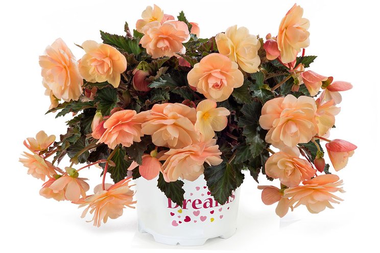 These varieties are sweet as a peach These varieties are sweet as a peach