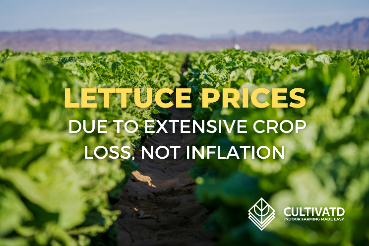 Spike in lettuce prices due to extensive crop loss Spike in lettuce prices due to extensive crop loss