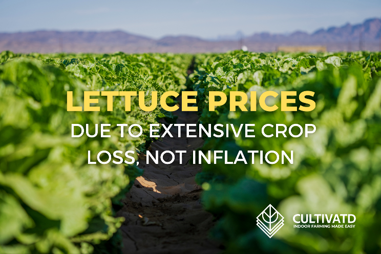 Spike in lettuce prices due to extensive crop loss