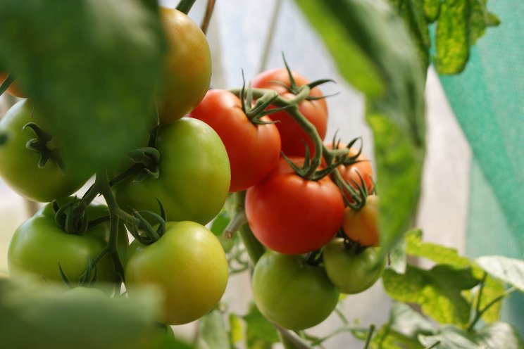 Greenhouse tomato grower NatureSweet earns B Corp Status