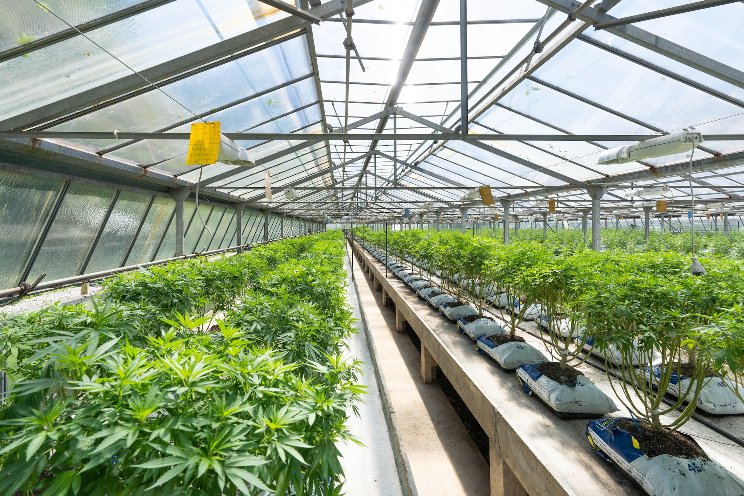 Cannabis odd couple join forces to grow a budding industry Cannabis odd couple join forces to grow a budding industry