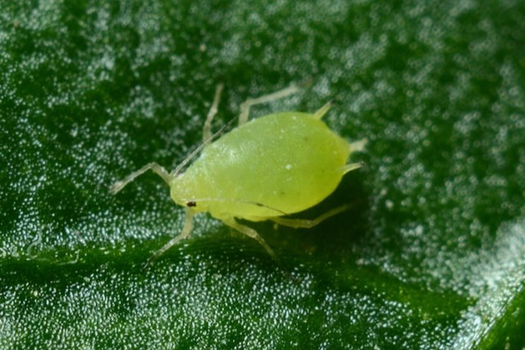 Mite management requires careful planning
Mite management requires careful planning