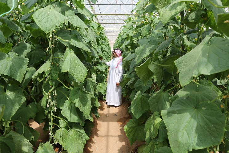Integral solutions for food security in Saudi Arabia