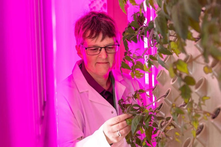 'Indoor field' will grow climate-resilient plants