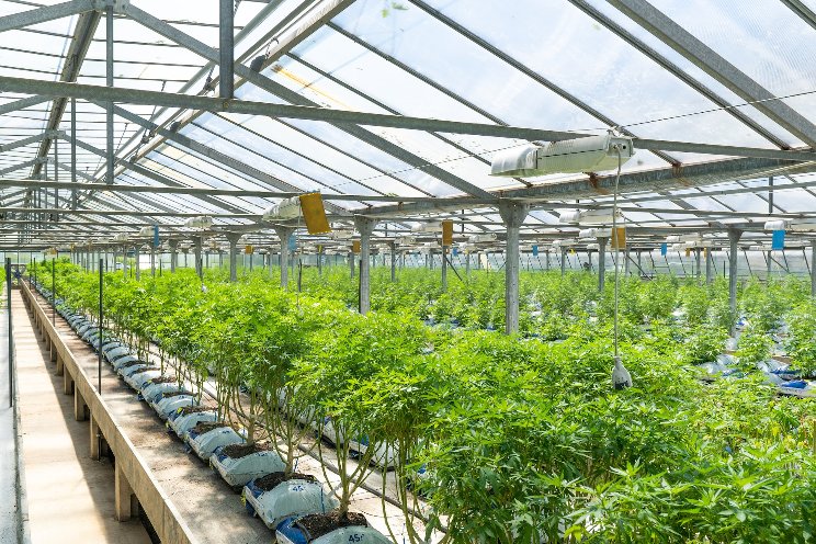 Cannabis is America’s 6th most valuable crop in 2022