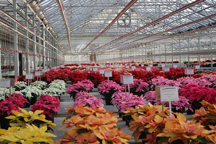 Plantpeddler facilitates coverage of unique poinsettias
Plantpeddler facilitates coverage of unique poinsettias