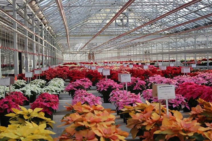 Plantpeddler facilitates coverage of unique poinsettias
