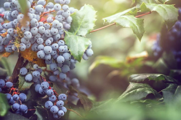 New blueberry disease strains appear in B.C. New blueberry disease strains appear in B.C.