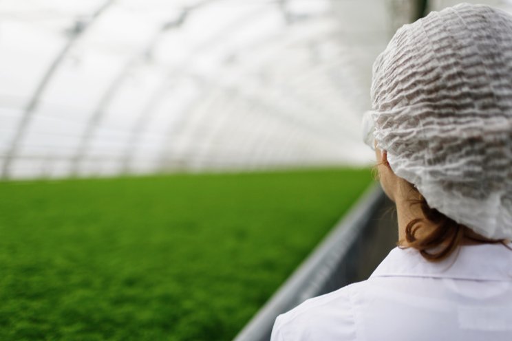 Recognizing and preventing phytotoxicity in greenhouse Recognizing and preventing phytotoxicity in greenhouse