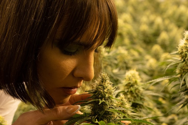 Italians to enjoy medical marijuana offerings Italians to enjoy medical marijuana offerings