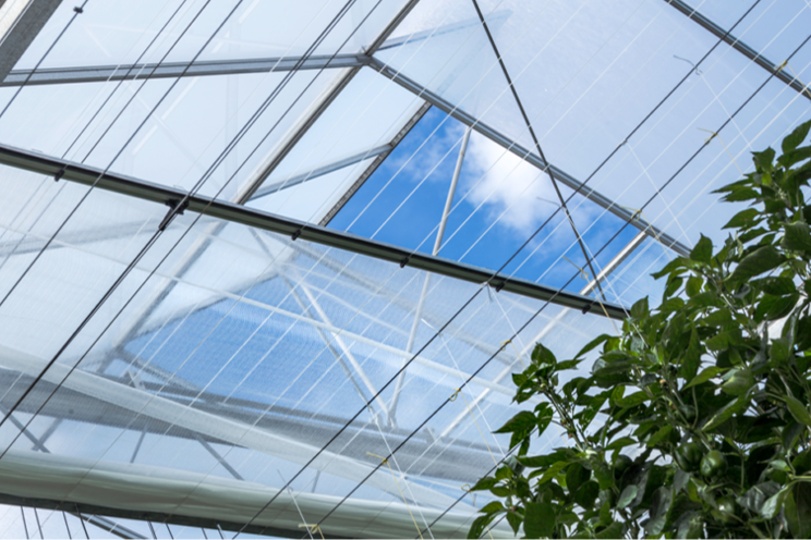 Enhancing crop quality and energy savings with climate screens