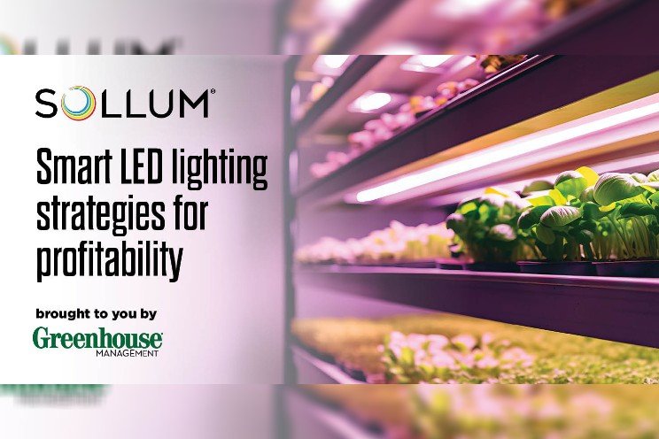 Smart LED lighting strategies for profitability