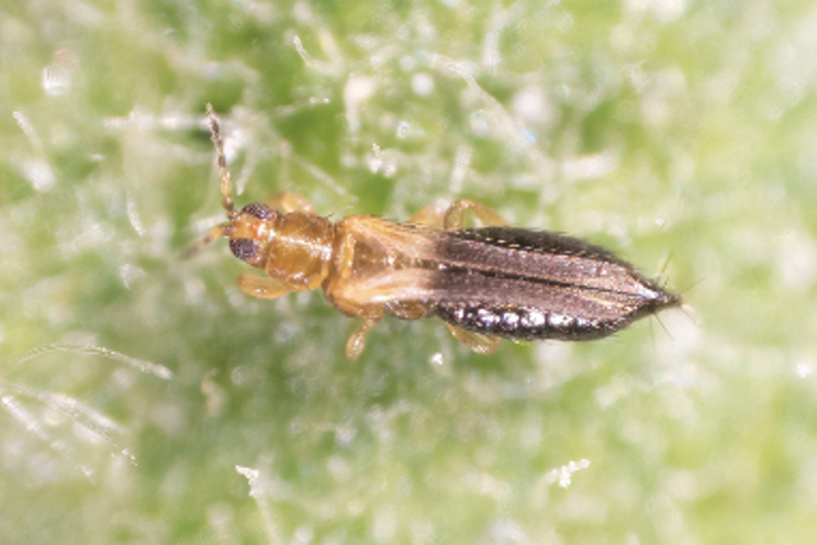 Invasive thrips in Florida