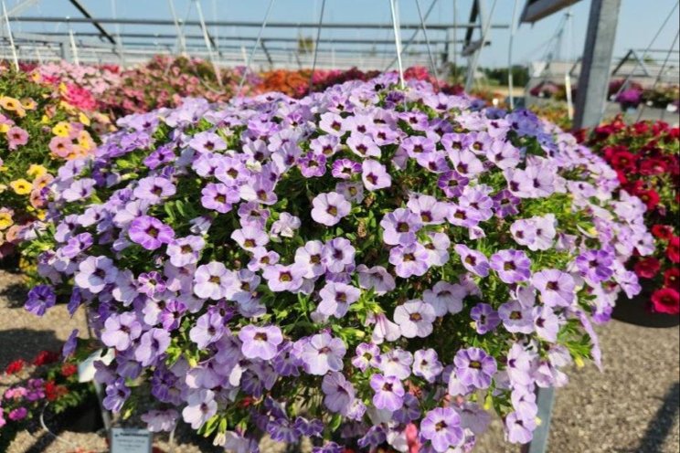 Why the future of floriculture field trials looks bright Why the future of floriculture field trials looks bright