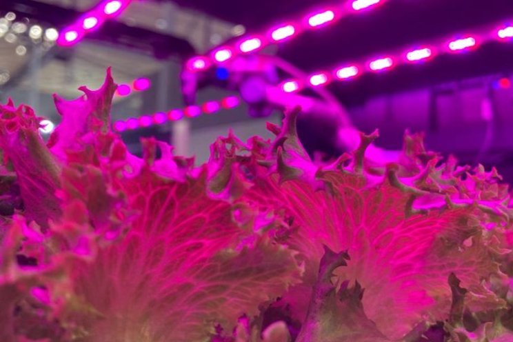 Three-way partnership to scale vertical farming