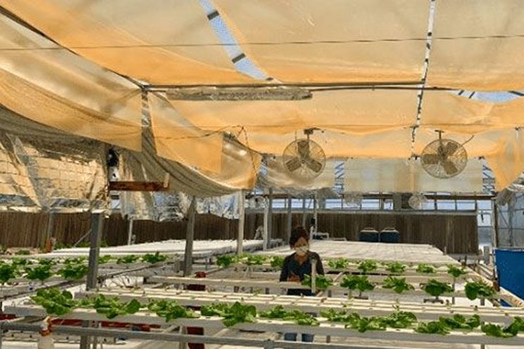 17% yield boost in Romaine lettuce Ttrial