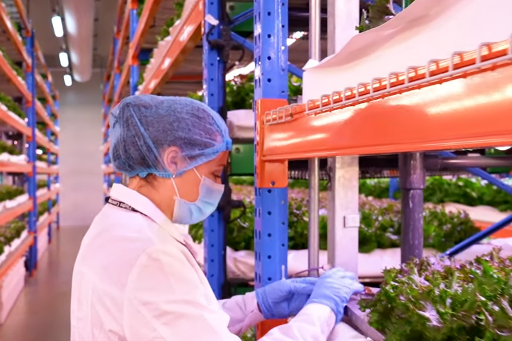 Inside the world's largest vertical farm