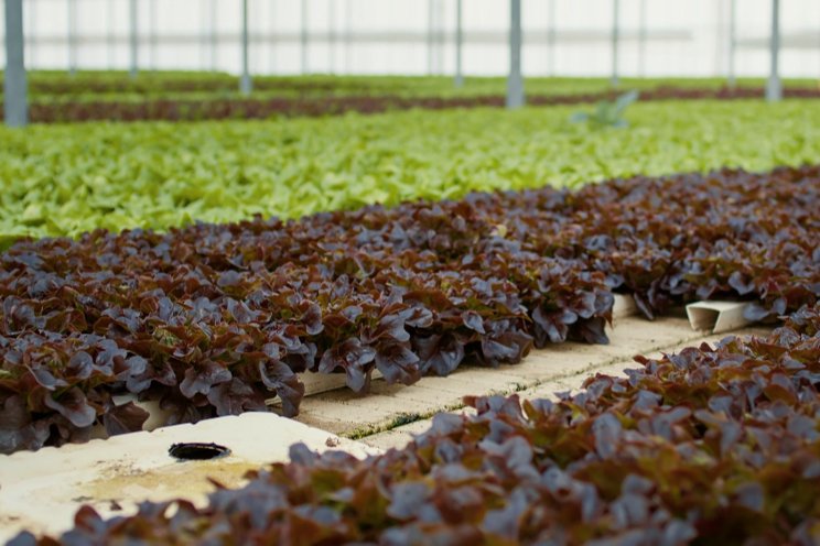 Greenhouse operators embrace new technology
Greenhouse operators embrace new technology