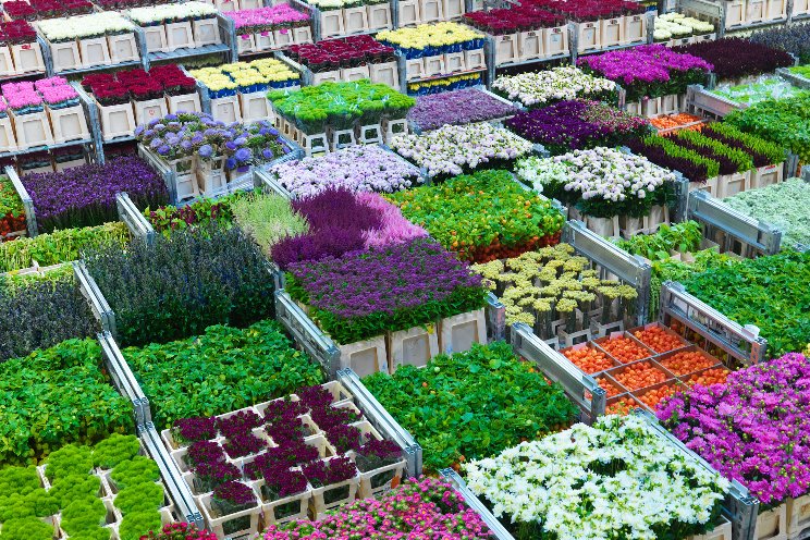 Royal FloraHolland reports €17M loss in 2023