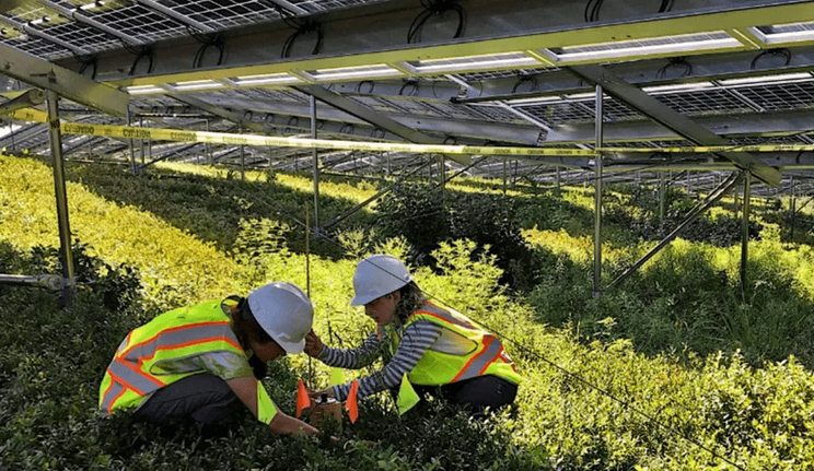 Mixing solar power and agriculture: A blueberry farm does a test run