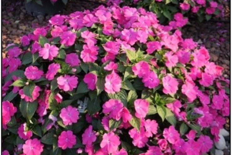 The future of bedding plant breeding at Danziger The future of bedding plant breeding at Danziger
