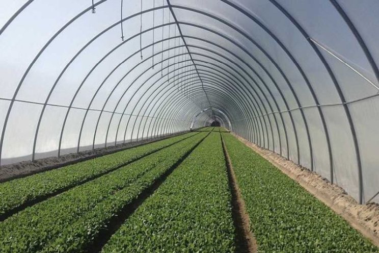 High tunnel study reveals production challenges and solutions