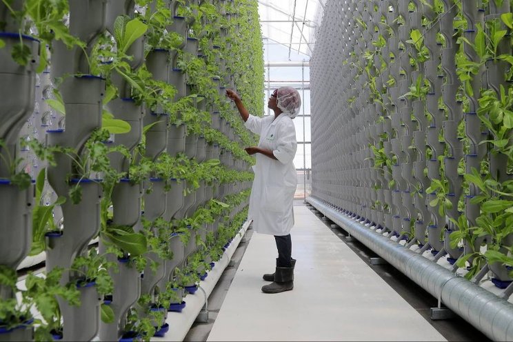 Indoor farms are remaking the produce market