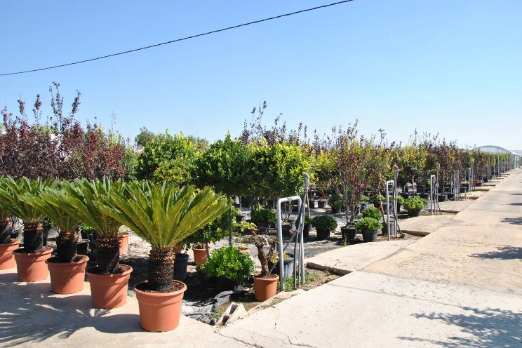 Spain sees flower and plant export booming over 2022 Spain sees flower and plant export booming over 2022