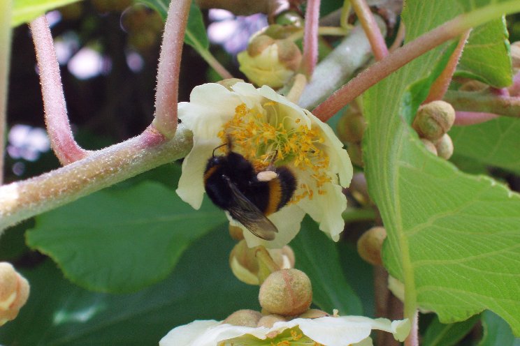 Optimising kiwi production with bumblebees Optimising kiwi production with bumblebees
