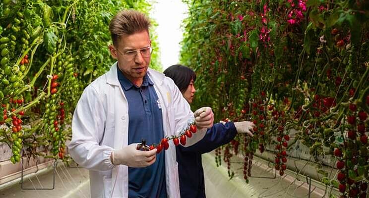 ImmunoStrip for detection of tomato aspermy virus ImmunoStrip for detection of tomato aspermy virus
