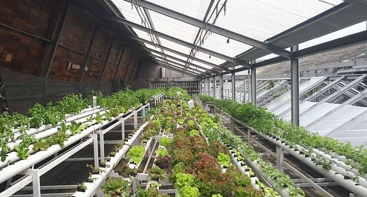Food and urban agriculture initiatives expanded Food and urban agriculture initiatives expanded