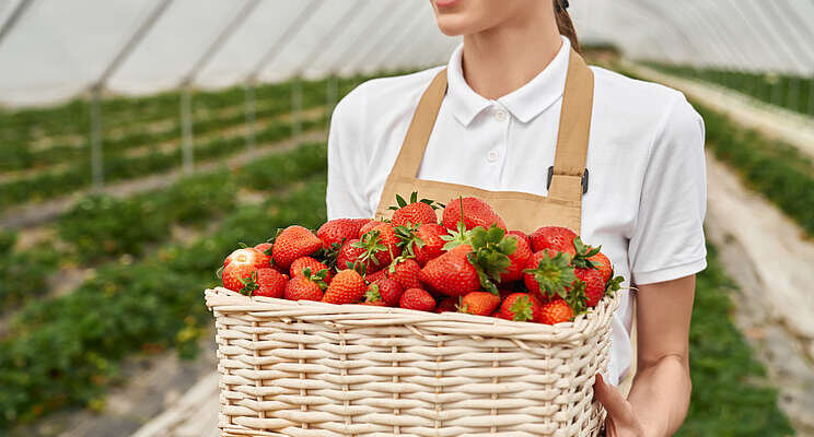 Win with greenhouses engineered for strawberries and lettuce Win with greenhouses engineered for strawberries and lettuce